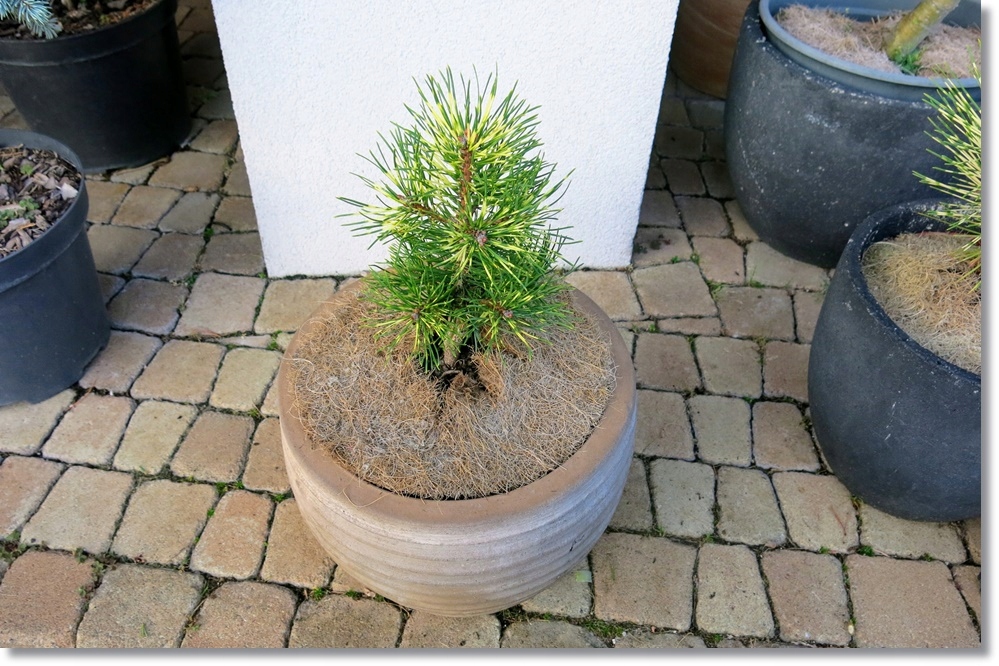 Pinus uncinata Billabong - śliczny unikat !!!