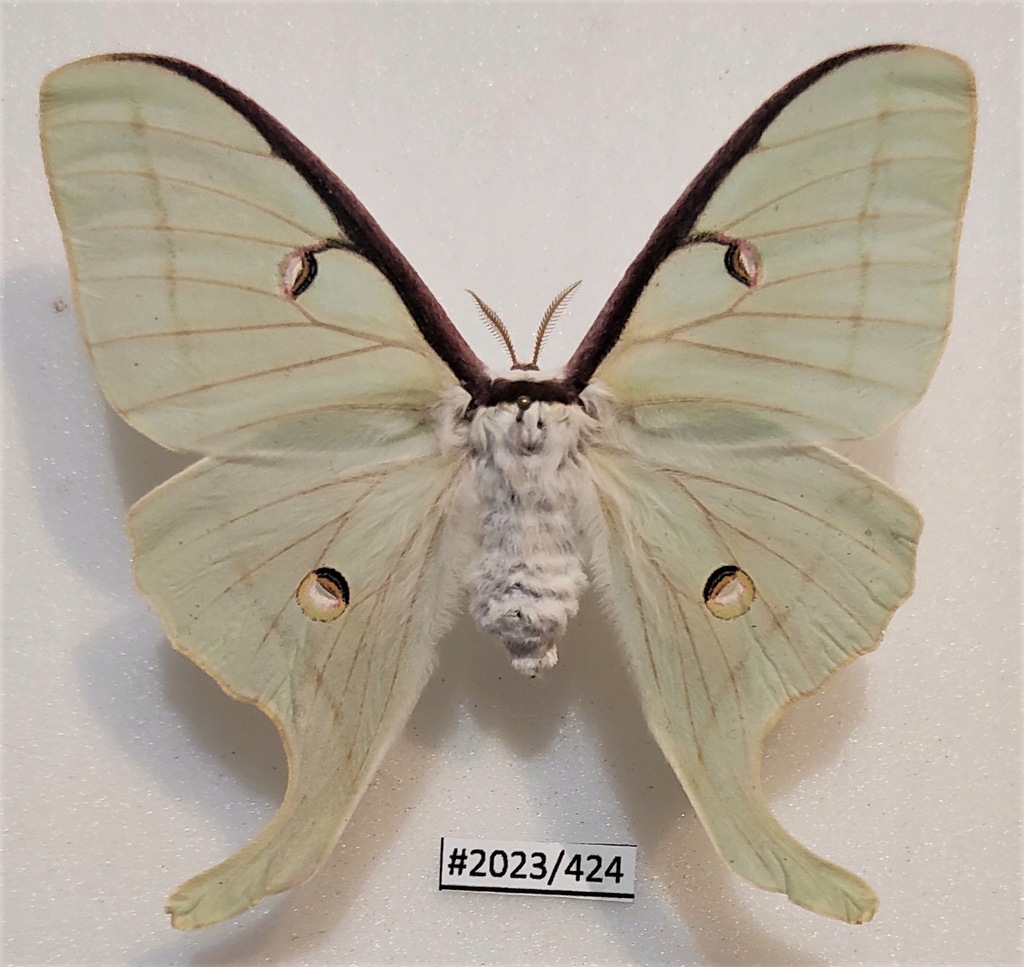 Actias luna samica 80mm.