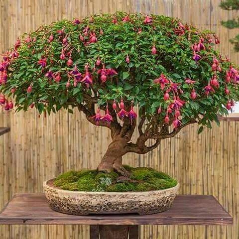 Fuksja 'T.I.S Herentals' forma przewieszająca - 7773988475 - oficjalne ...