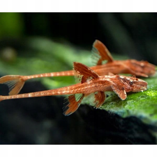 Zbrojnik czerwony Loricaria Red Lizard