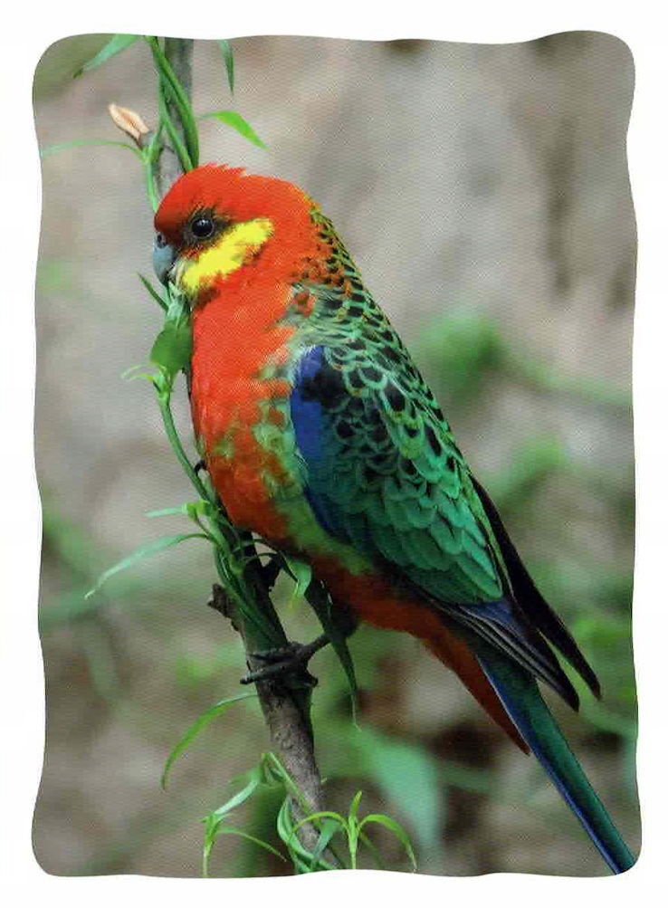 Wyślę kartkę z Australii -ZWIERZĘTA - Kolorowa Papużka Rosella