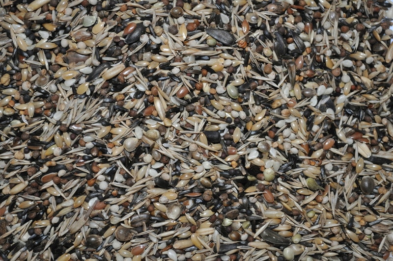 Blattner Goldfinch Stieglitz - Major 1kg pokarm dla szczygłów szczygły