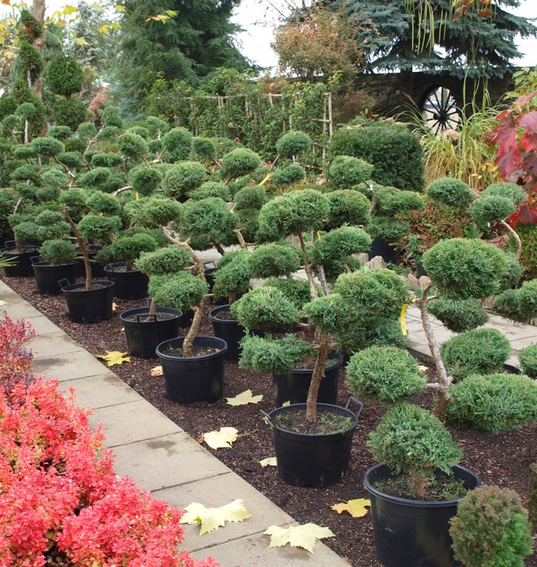 Jałowiec formowany bonsai paletki wykrętasy niwaki