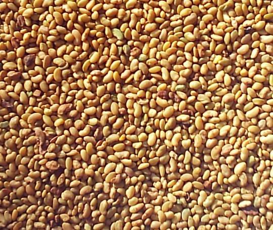 AGROLAND NASIONA KONICZYNA BIAŁA LIFLEX 1KG