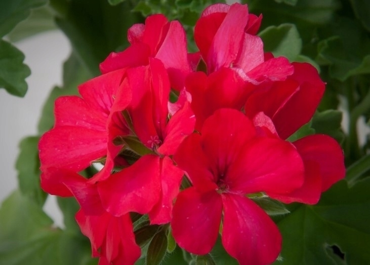 Pelargonia MARCADA Magenta długo kwitnąca
