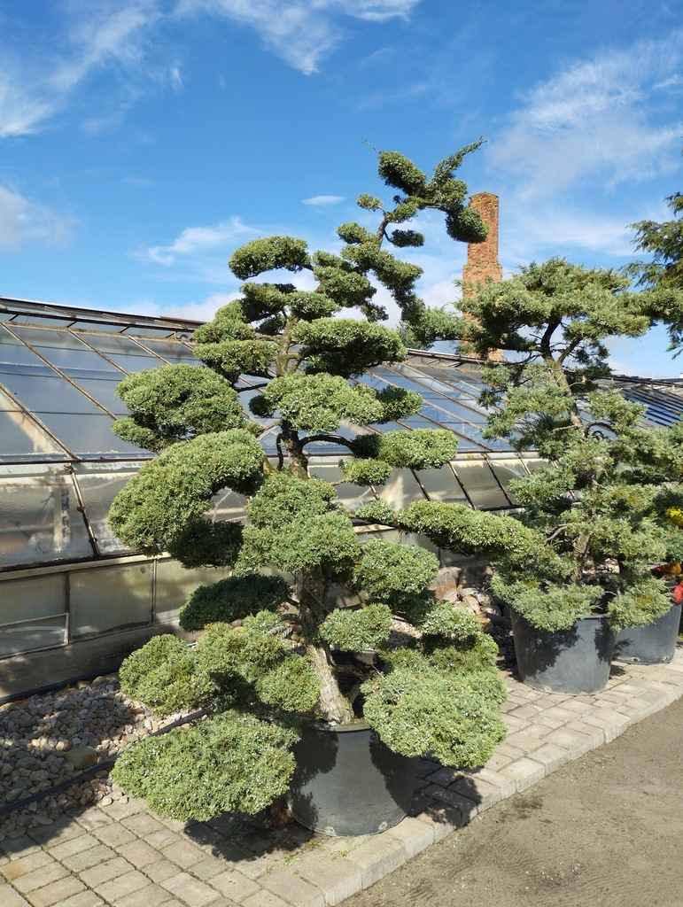 Bonsai Ogrodowe Jałowiec Ogrody Japońskie