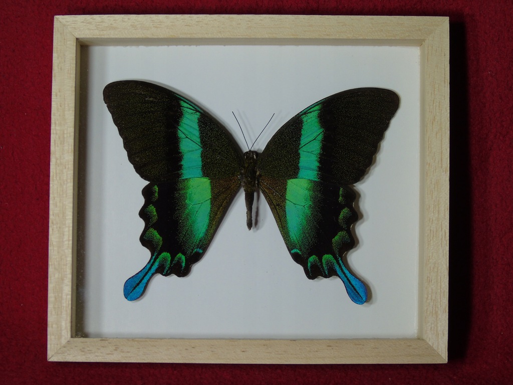Motyl w ramce / gablotce 16x14 cm . Papilio blumei - Indonezja .