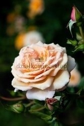 Róża pnąca Barok (rosa)