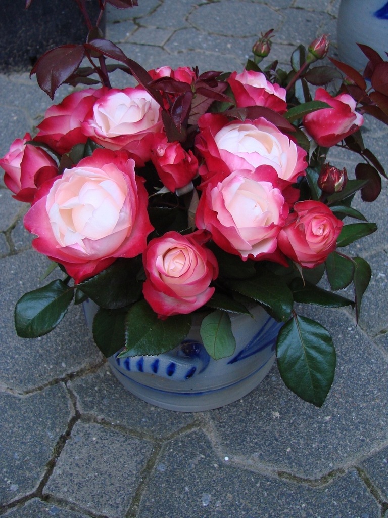 Róża Rabatowa - Nostalgie