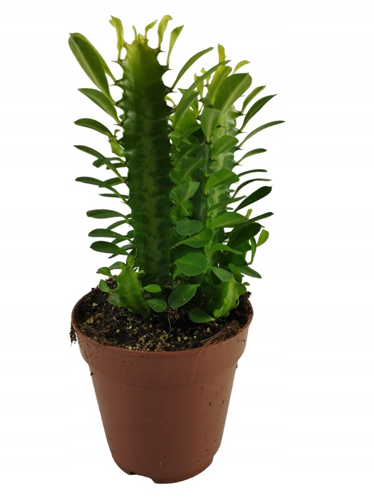 Euphorbia trigona Wilczomlecz trójżebrowy