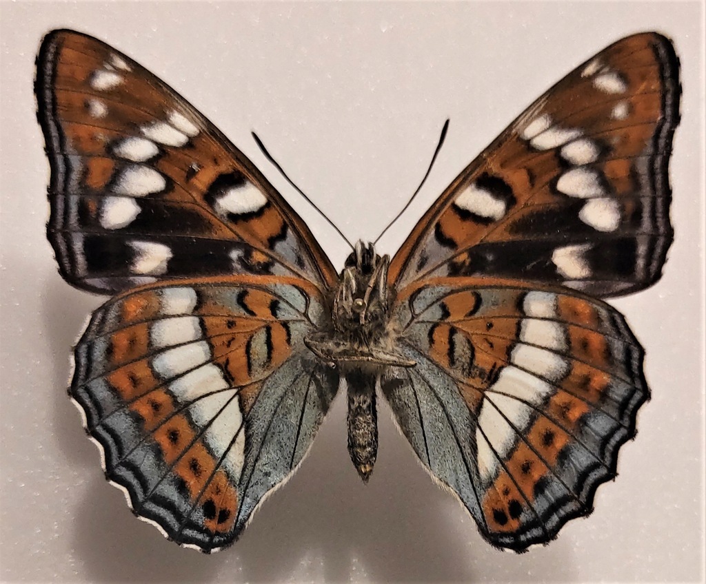 Moty Limenitis populi samiec strona brzuszna .