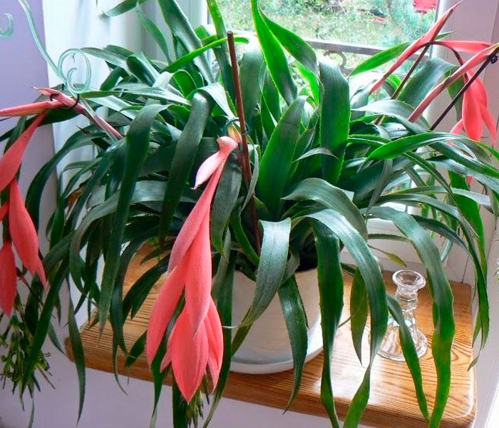 BILBERGIA ZWISŁA-duży kwiat