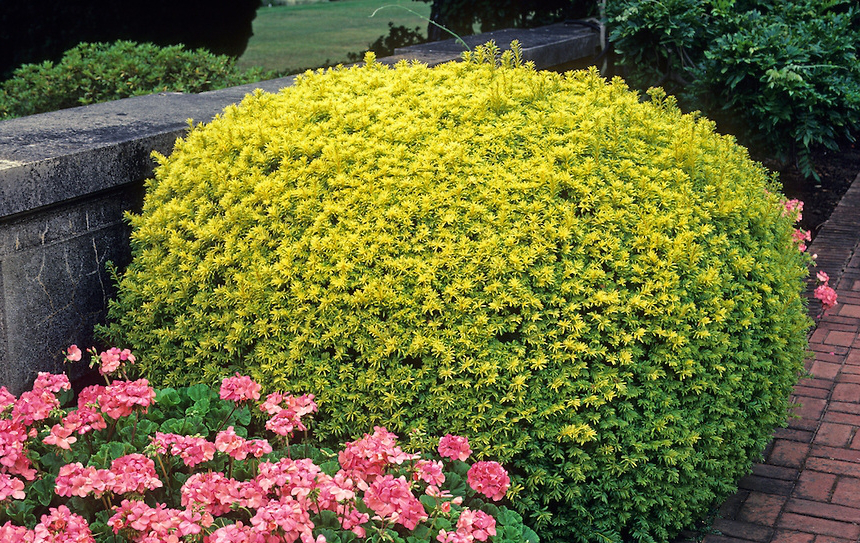 Cis AUREA DECORA 10-20cm C2