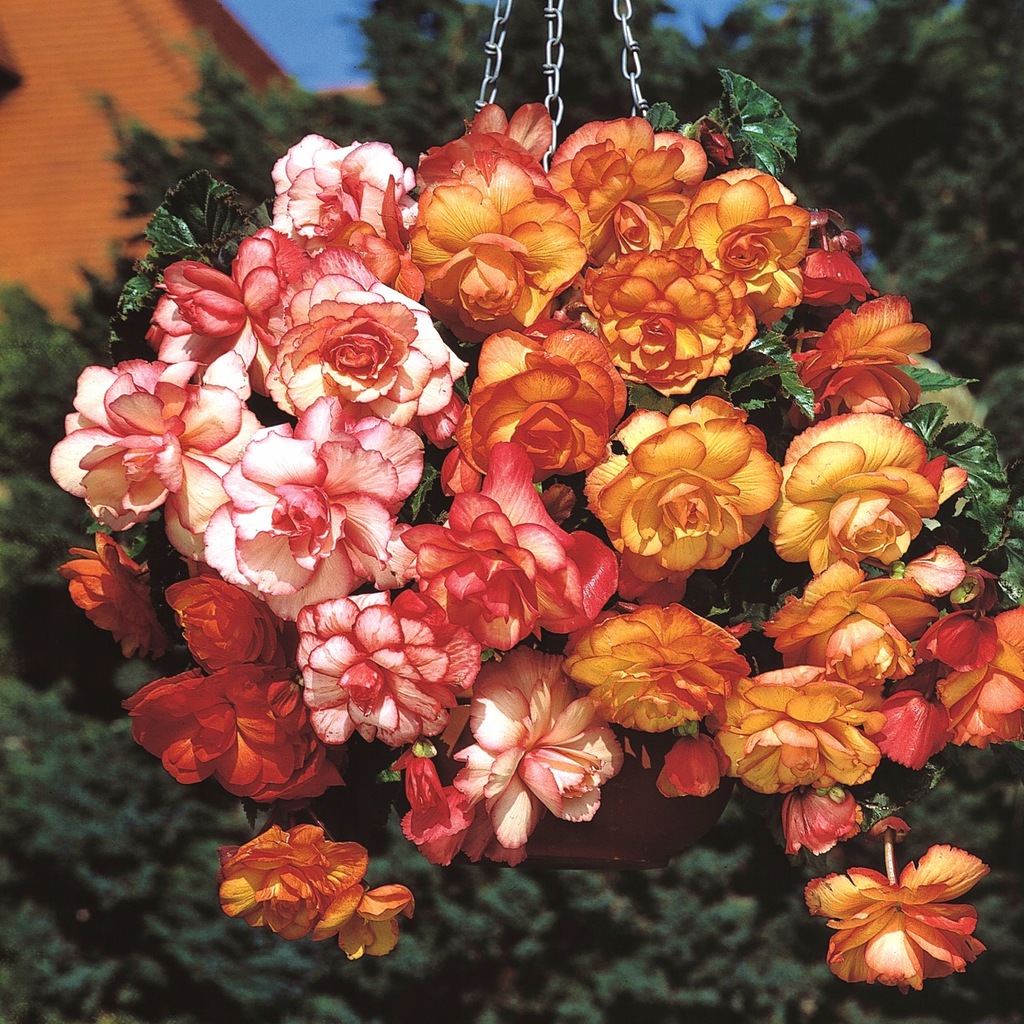 Begonia Dwukolorowa Hanging Sensation Picotee 1 szt Begonie Sadzonki