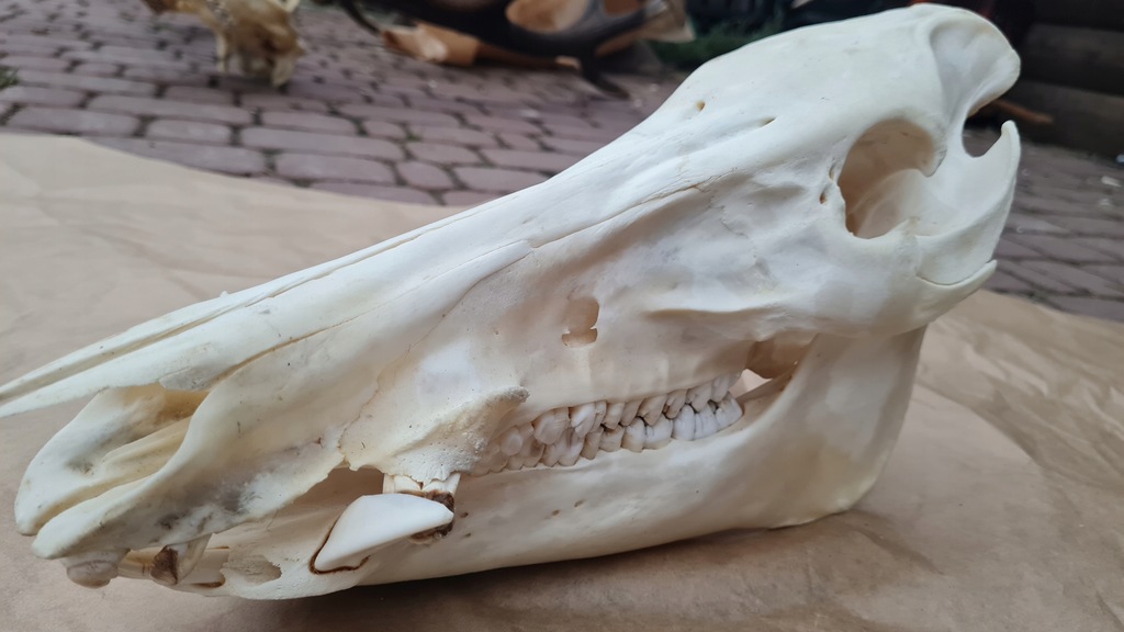 czaszka dzika z zuchwa oręż fajki szable WIELKA