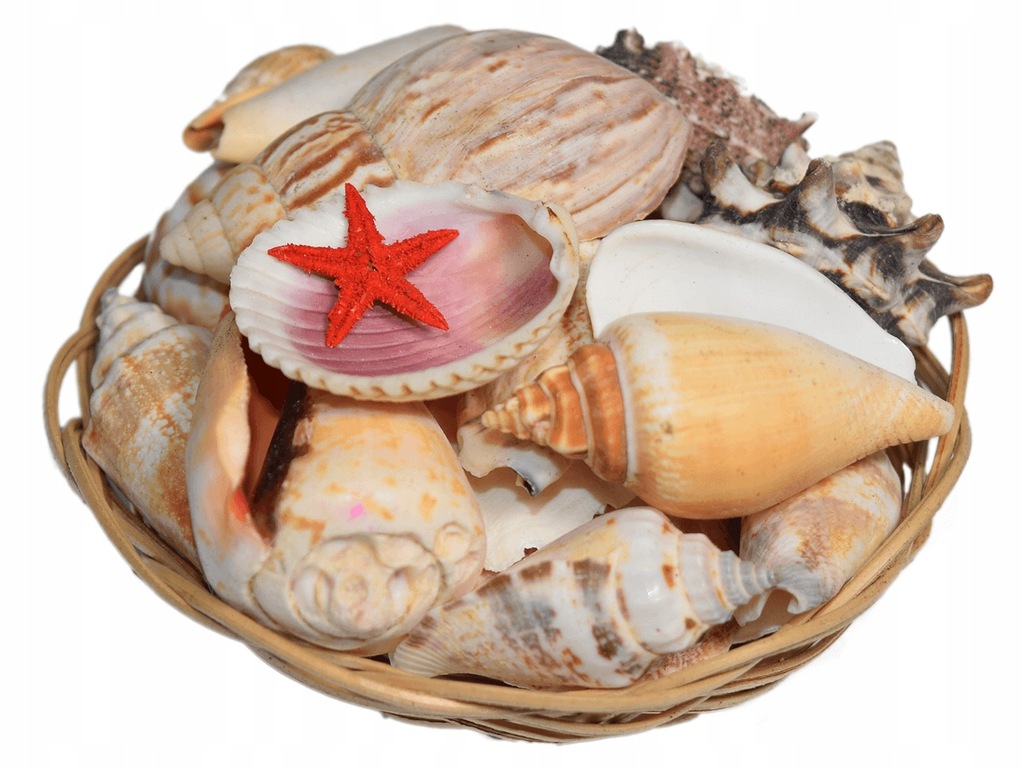 Купить Ракушки морские, натуральные ракушки, микс-набор в корзине.: отзывы, фото, характеристики в интерне-магазине Aredi.ru