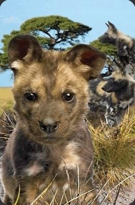 MINI KARTKA 3D PIES LIKAON