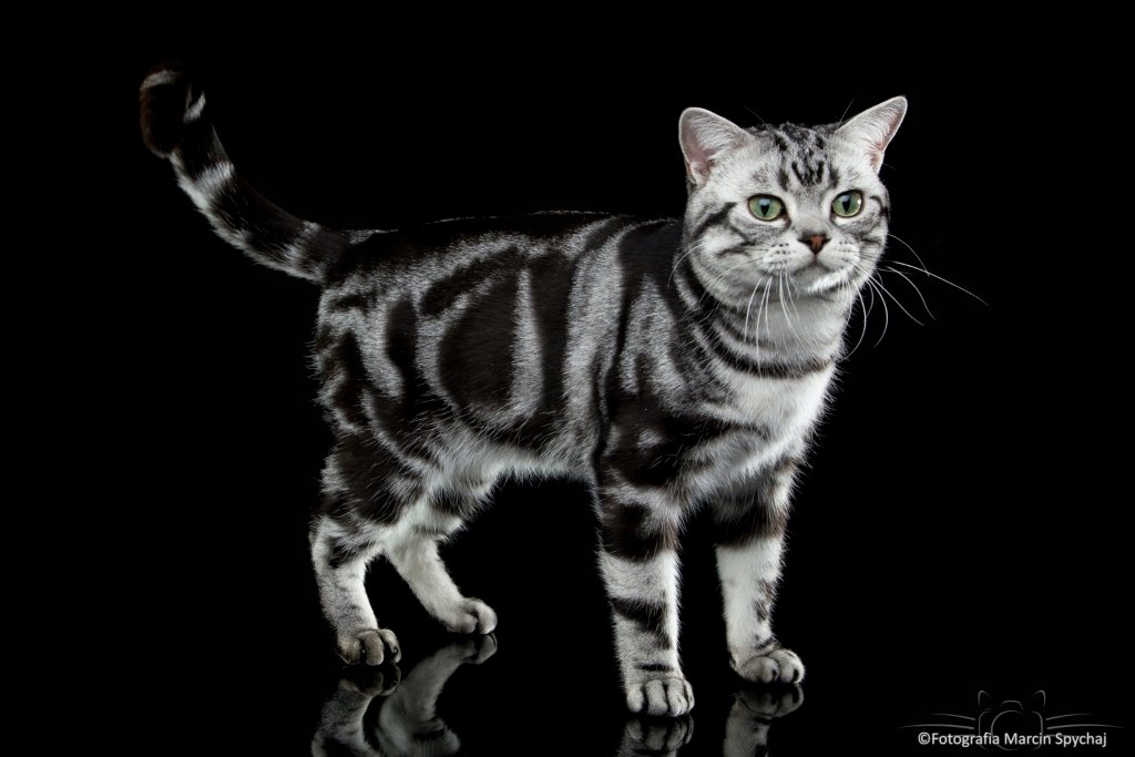 Kot z reklamy Whiskas