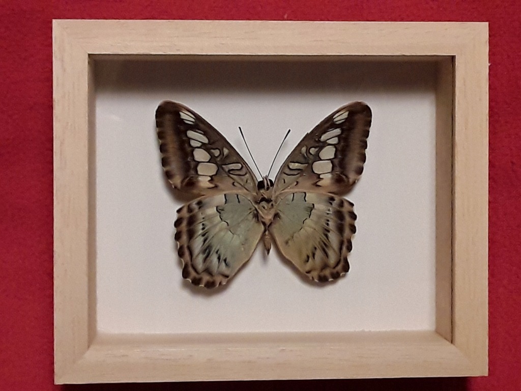 Motyl w ramce 12 x 10 cm . Parthenos sylvia- 65 mm