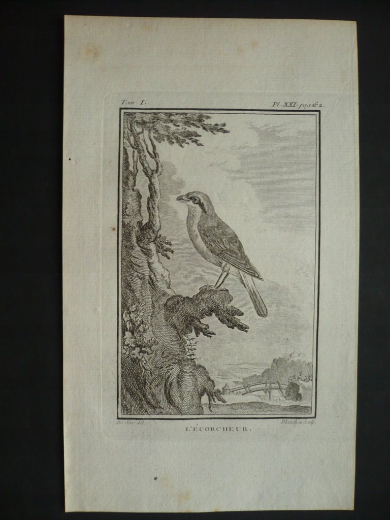 krzyżodziób pospolity, oryg. 1772