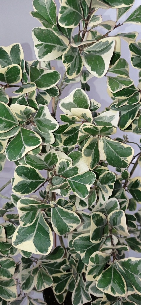 FICUS triangularis variegata