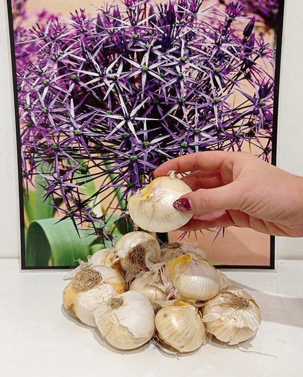 Czosnek Ozdobny Krzysztofa - Allium (r.16/+) 3szt.