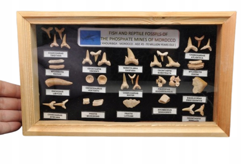 * SKAMIENIAŁOŚCI RYB GABLOTKA RAMKA KRĘGI ZĘBY PREHISTORYCZNYCH RYB NR 2*