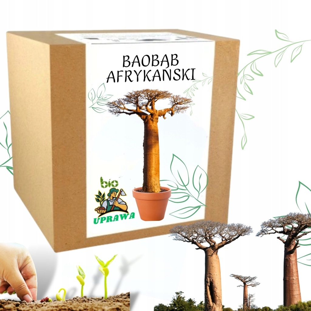 BAOBAB AFRYKAŃSKI BONSAI ZESTAW 7w1