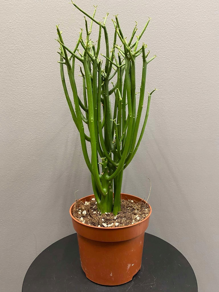 Euphorbia Tirucalli - Wilczomlecz Palczasty 12 cm Ø D