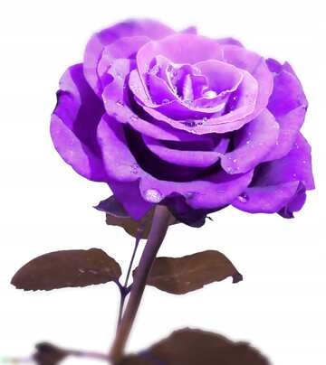 Sztuczny kwiat dekoracyjny RÓŻA fioletowa