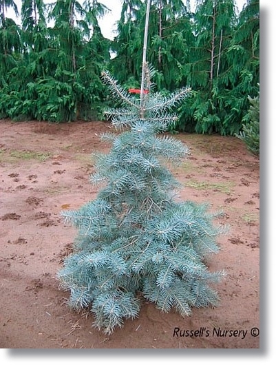 Abies concolor 'Blue Cloak' - Niebieściutka !!!