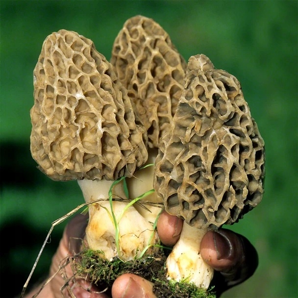 Smardz jadalny - grzybnia, prawdziwe mycelium