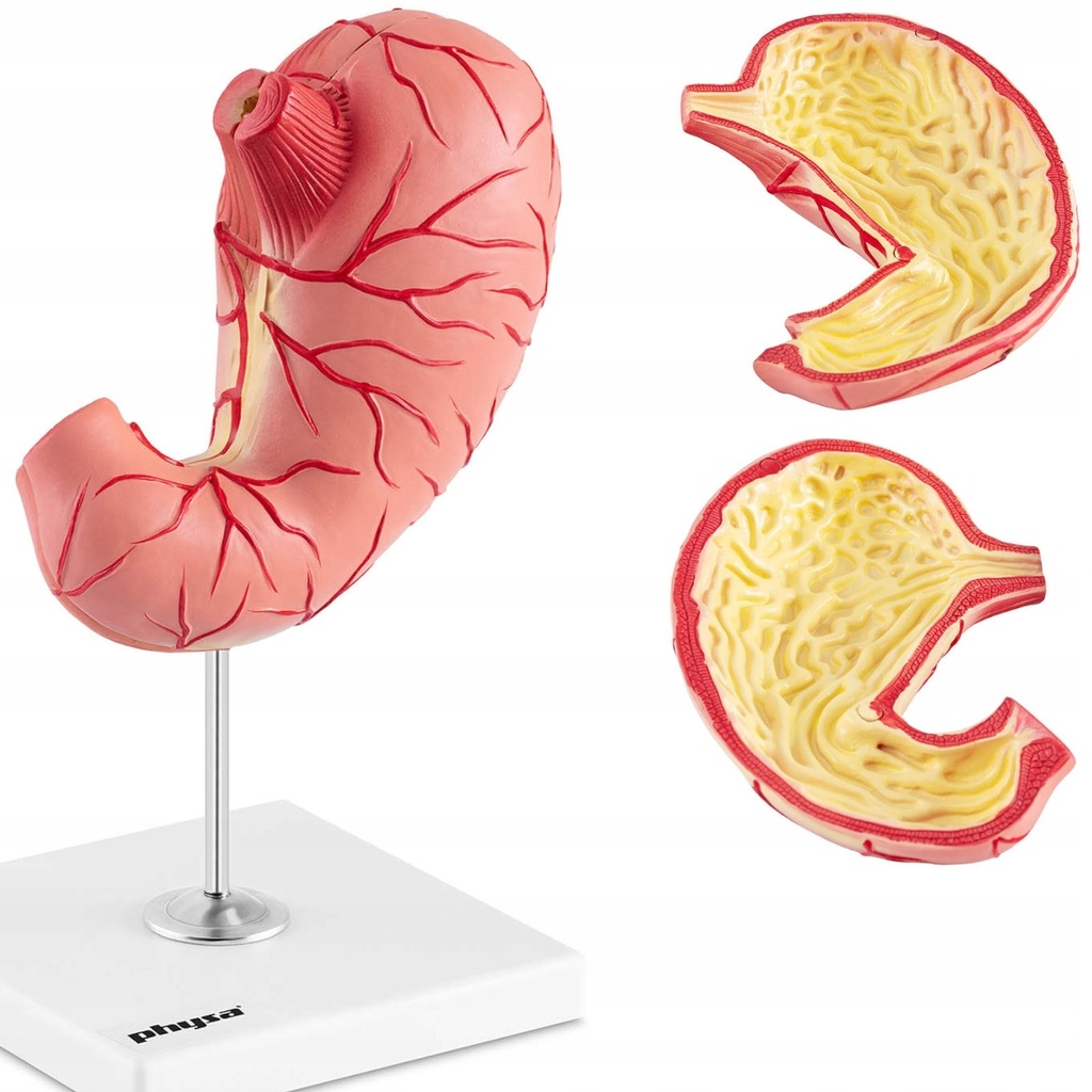 Model anatomiczny 3D żołądka człowieka