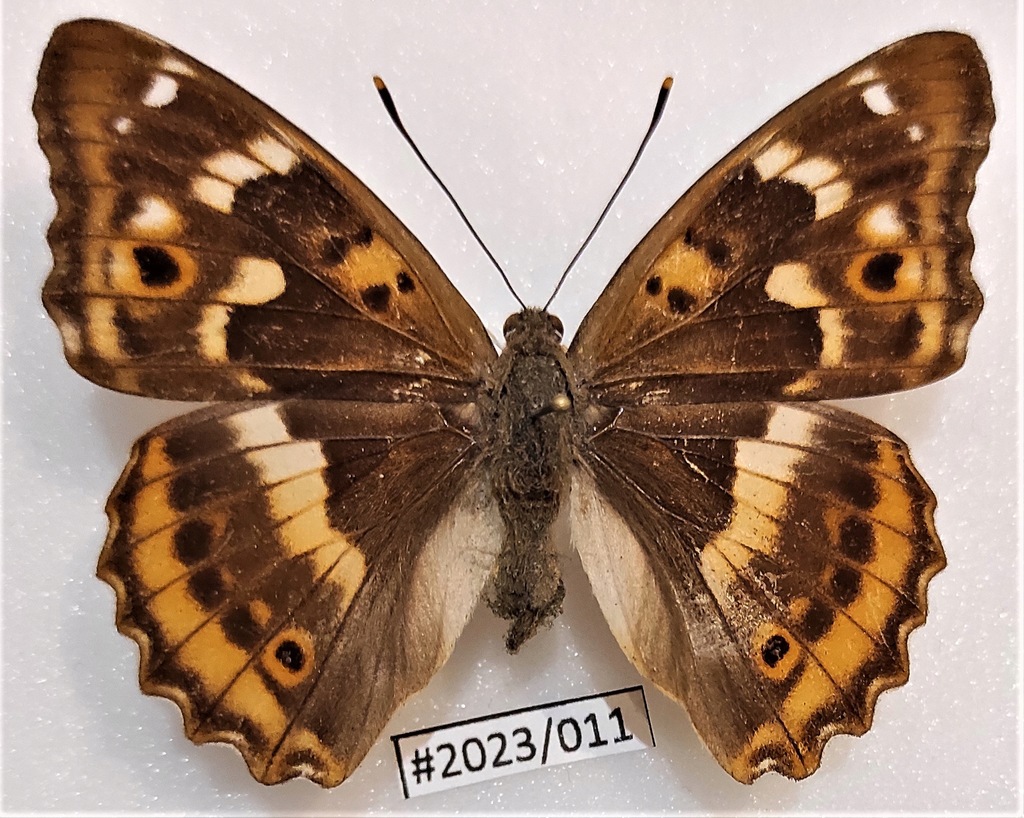 Motyl Apatura ilia f. clytie samica 65mm