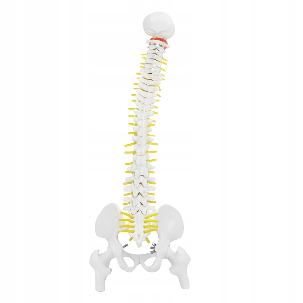 NAUKOWY MODEL ELASTYCZNY ANATOMICZNY KRĘGOSŁUPA 45CM