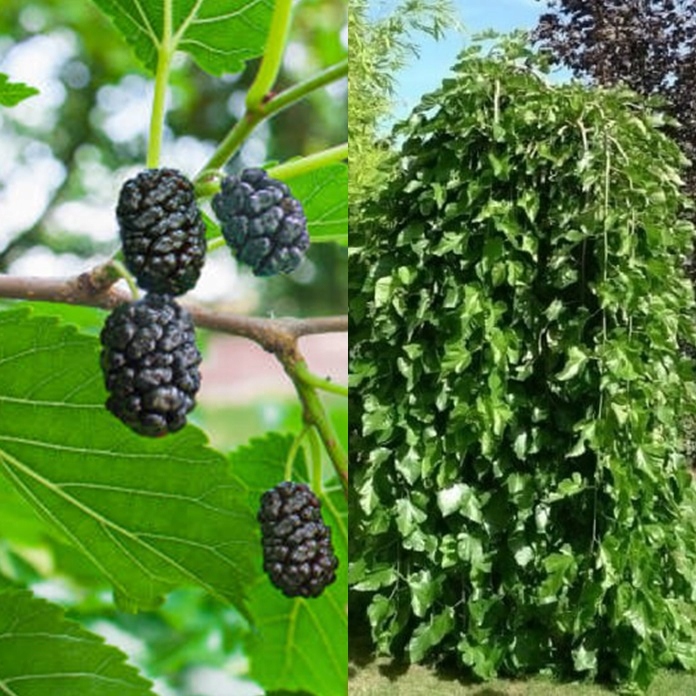 Morwa Czarna PENDULA na pniu w doniczce zdrowotna