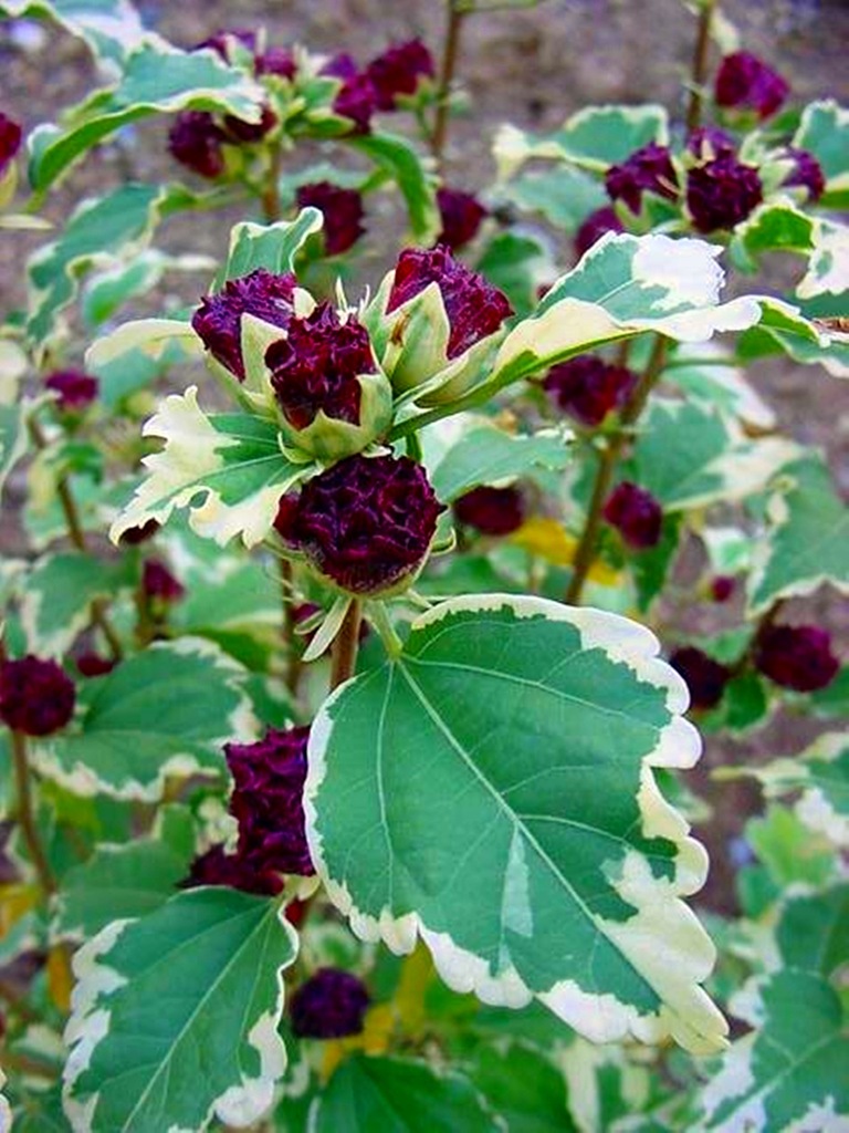 HIBISCUS PURPUREUS VARIEGATUS KETMIA SYRYJSKA