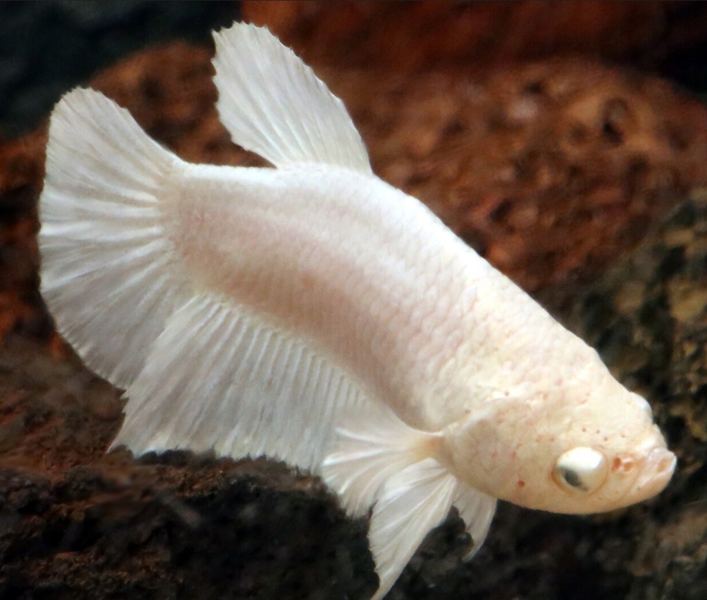 Bojownik SAMICA BIAŁA - HALFMOON - Betta -WYSYŁKA - 13636992078 ...