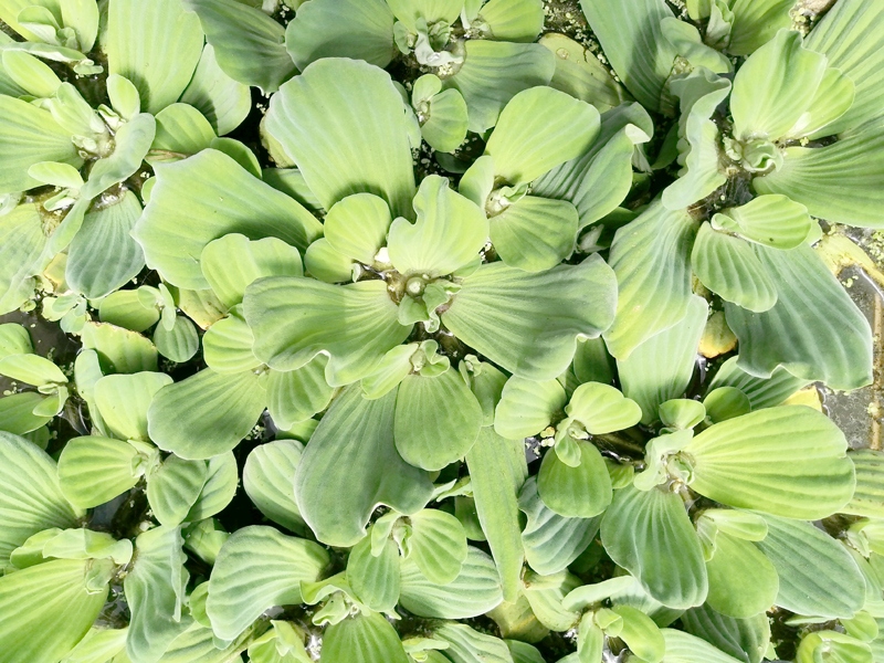 Pistia średnia (topian - sałata wodna)