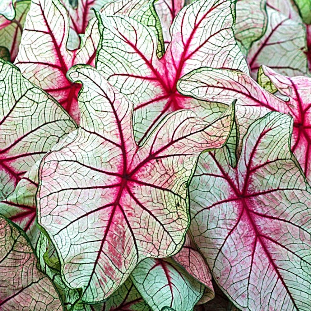 KALADIUM WHITE QUEEN CALADIUM OGRODOWE +GRATIS ...