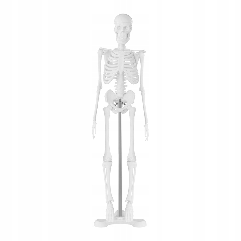 Model anatomiczny ludzkiego szkieletu 47 cm