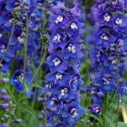 Ostróżka Delphinium Dark Blue White Bee - sadzonka