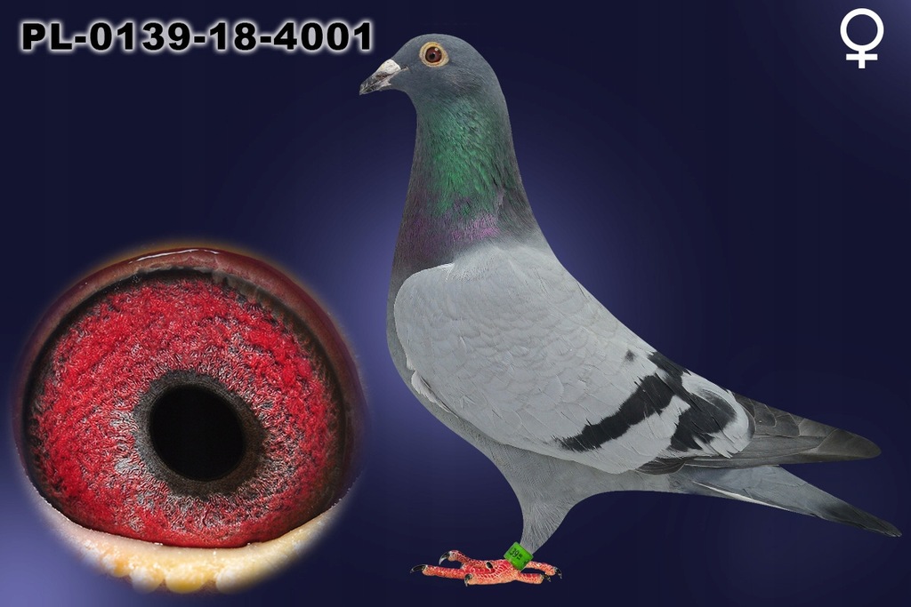 Купить Набор племенных голубей: отзывы, фото, характеристики в интерне-магазине Aredi.ru