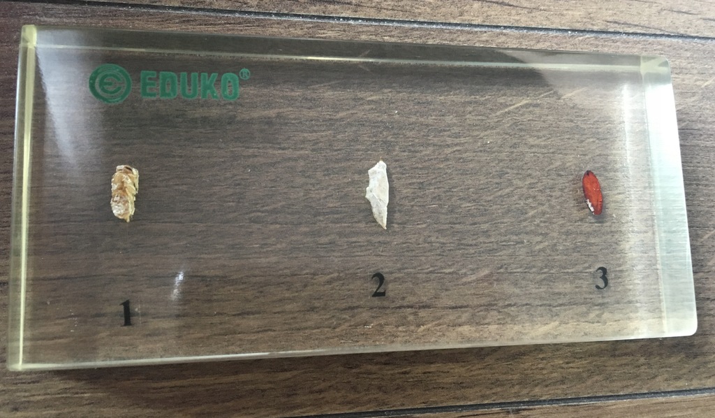 3 poczwarki owadów w bloku akrylowym firmy EDUKO