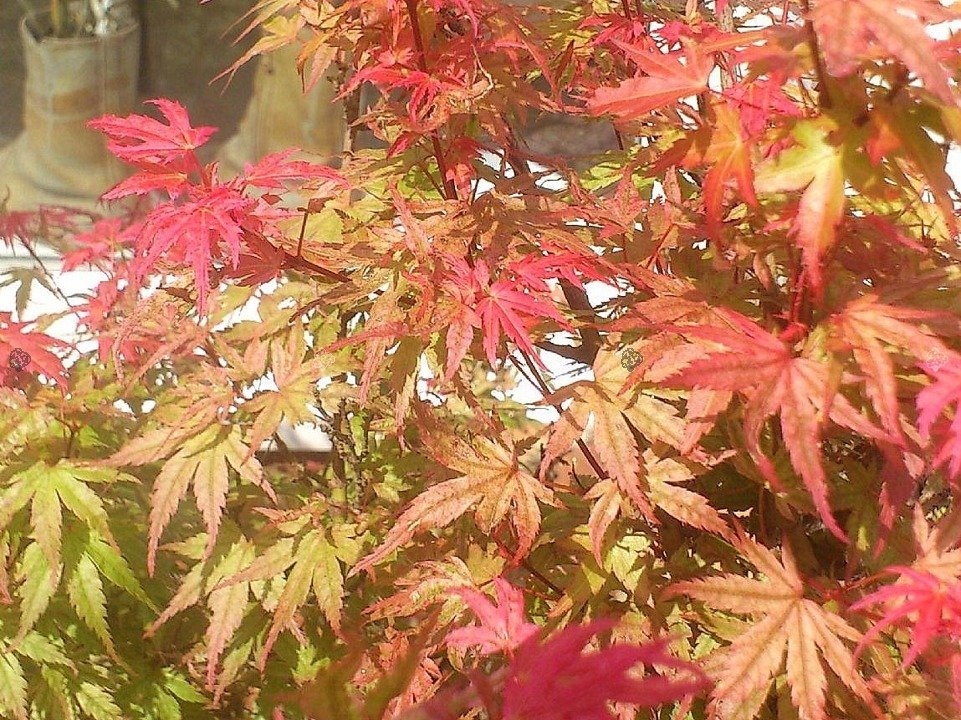 Купить Клен горшечный Phoenix Acer Palmatum Cameleon: отзывы, фото, характеристики в интерне-магазине Aredi.ru