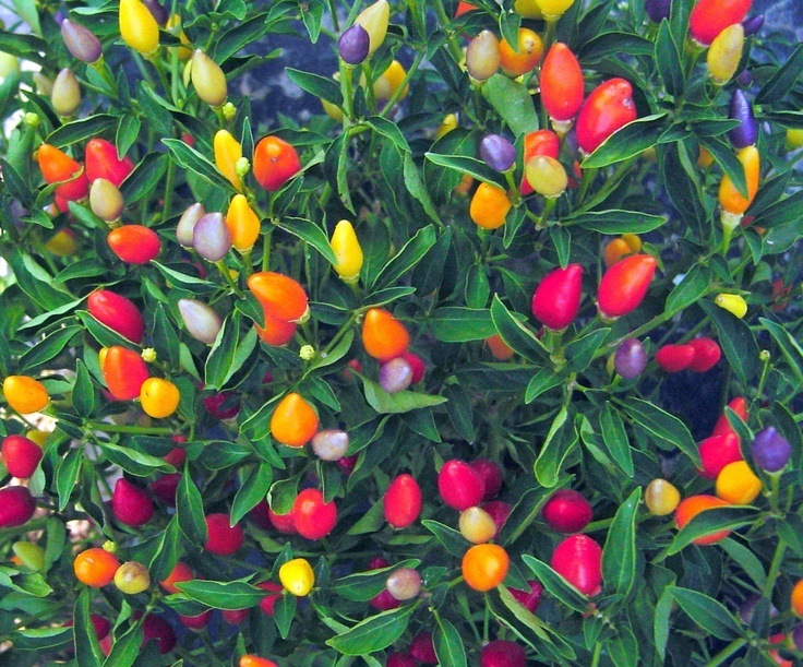 PAPRYKA CHILLI NUMEX TWILIGHT - PIĘKNA I SMACZNA