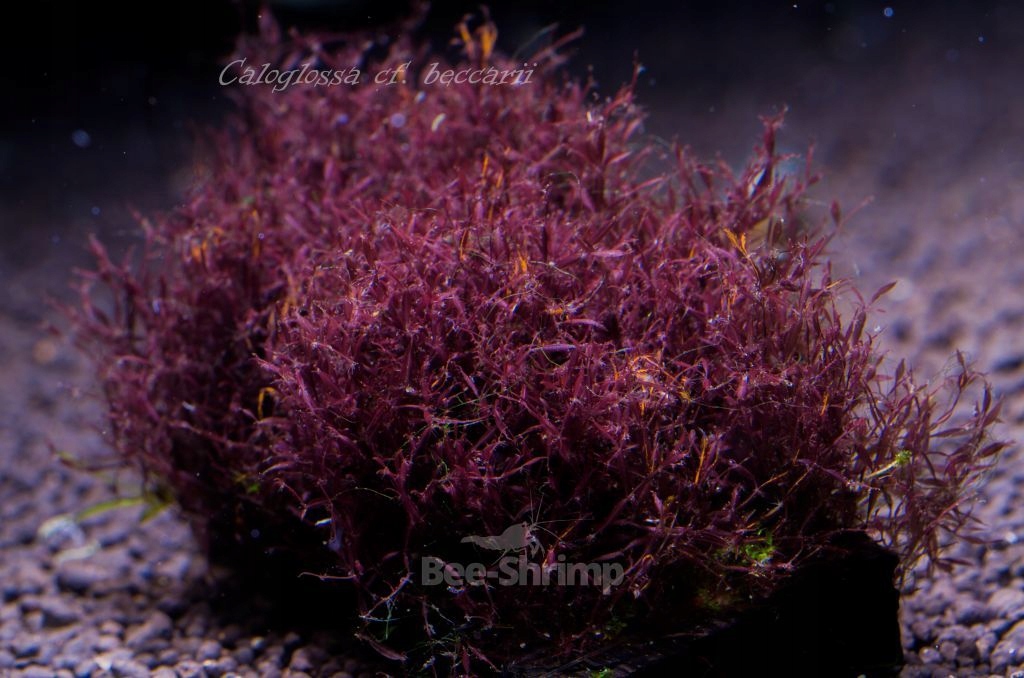 Red Moss Caloglossa cf.beccarii RARYTAS BEE-SHRIMP