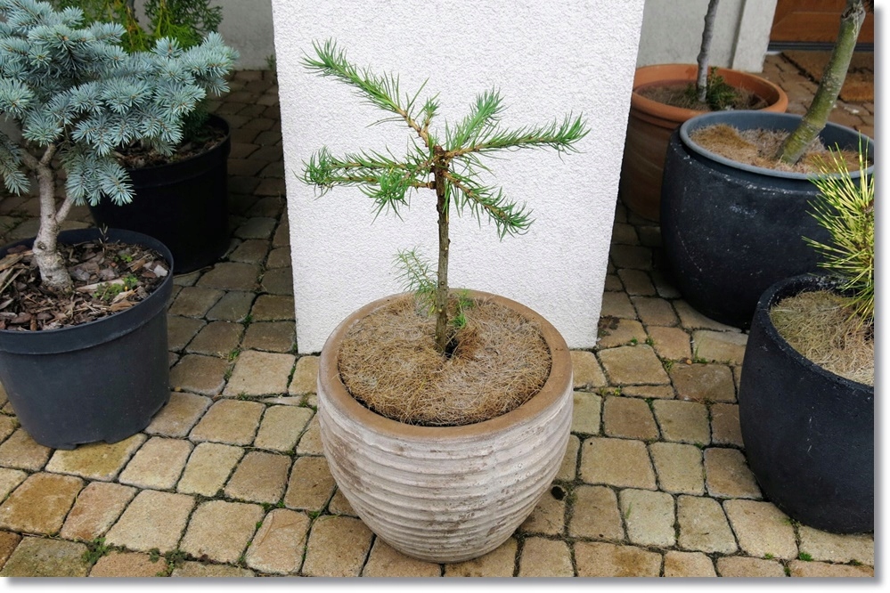 Larix laricina Hartwig Pine - Piękny modrzew !!!