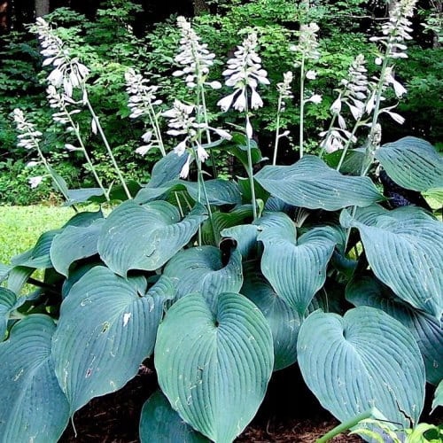 Funkia NIEBIESKA Hosta BLUE ANGEL OLBRZYMIE liście