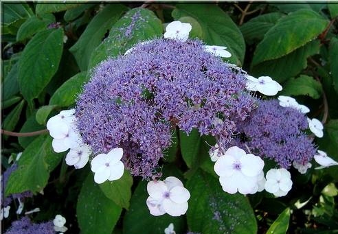 Hortensja Kosmata 2 L 65 75 Cm Wys 8204566670 Oficjalne Archiwum Allegro